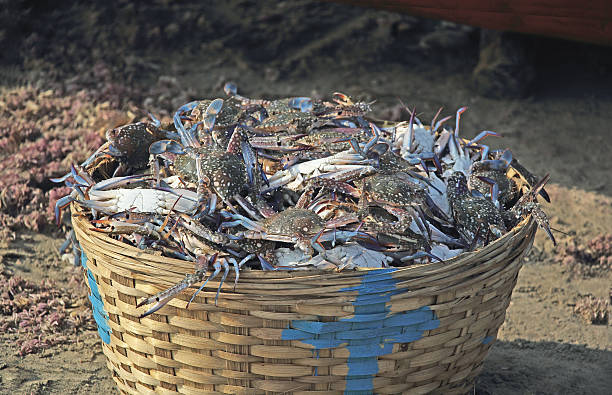 istock Basket Full of Blue Crabs 503081918
