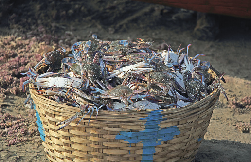 Cane basket full of freshly caught blue crabs. Scientific name Portunus Pelagicus.