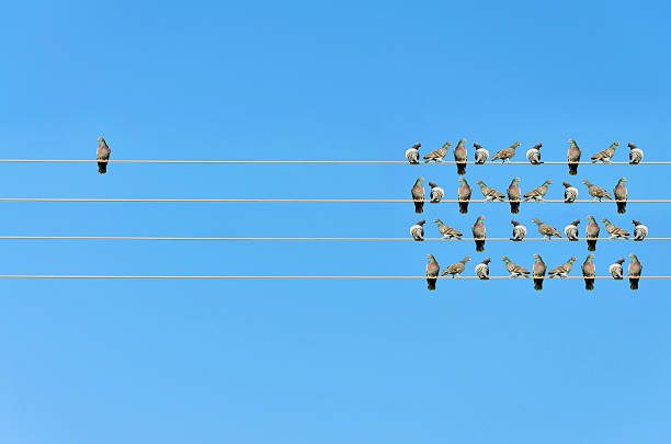 Individuality concept, birds on a wire