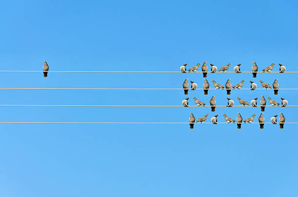 Individuality concept, birds on a wire Individuality concept, birds on a wire  standing out from the crowd stock pictures, royalty-free photos & images