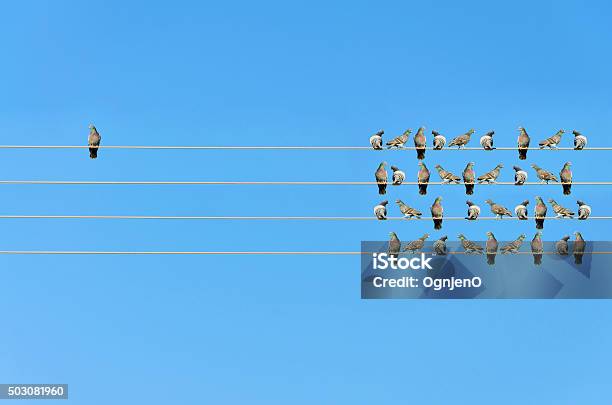 Individuality Concept Birds On A Wire Stock Photo - Download Image Now - Standing Out From The Crowd, Loneliness, Individuality