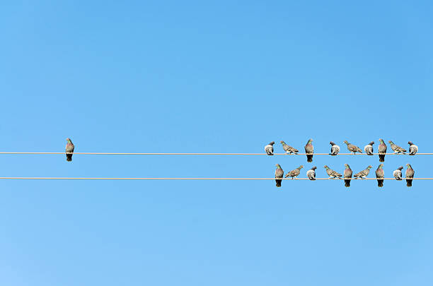 istock Individuality concept, birds on a wire 503081998