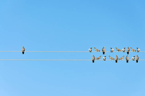 Individuality concept, birds on a wire stock photo