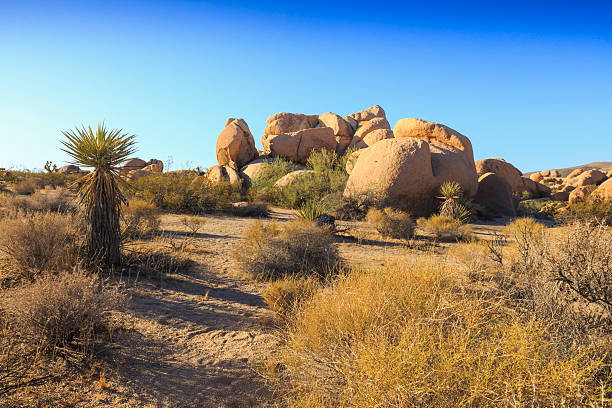 istock Joshua Tree National Park  - Jumbo Rock 503082135