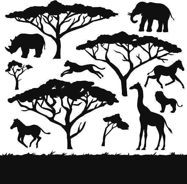 afrikanische bäume, tiere, set schwarze silhouetten - savanne stock-grafiken, -clipart, -cartoons und -symbole