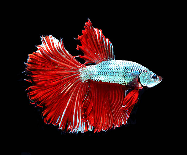 istock Red dragon siamese fighting fish, betta fish isolated on black 503082380