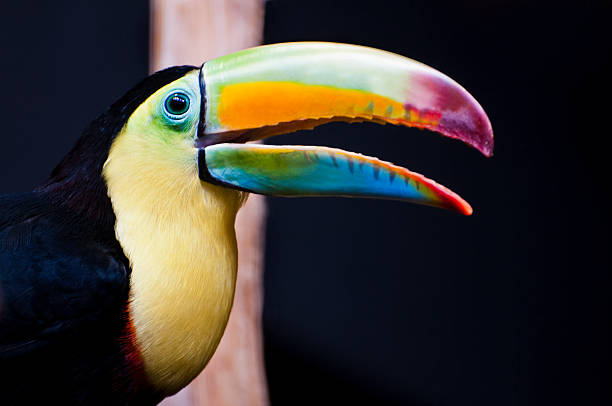 istock Hulled Toucan - Ramphastos sulfuratus 503083492