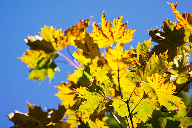 istock Colorful leaves  in autumn, blue sky background 503083534