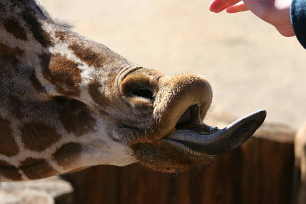 istock Giraffe Extends its Tongue Out for a Snack 503084028
