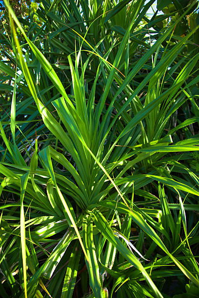 istock Leaves of Adan, Pandanus tectorius 503084123