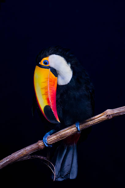 Toucan toco - Ramphastos toco Portrait of a toco toucan, placed on a branch and on a black background  channel billed toucan stock pictures, royalty-free photos & images