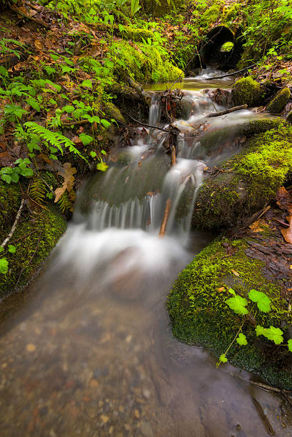 istock Cascading Stream in the Smokies 503084316