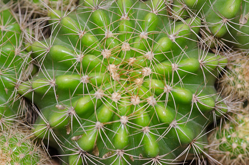 Close up cactus texture detail