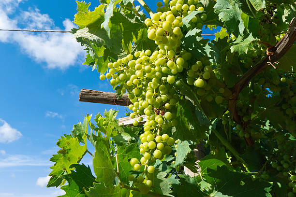 istock Vineyard with unripe fruits  . 503084823