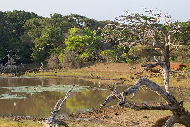 istock Safai in the Yala Nationalpark 503084949