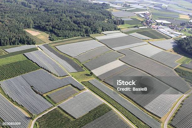 Landschaft Mit Schützenden Nets Auf Apfel Bäume Stockfoto und mehr Bilder von Bodensee - Bodensee, Deutschland, Eingewickelt