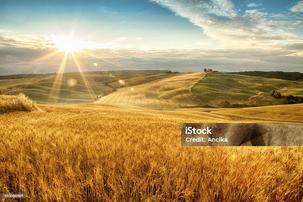 Felder des Goldes - Lizenzfrei Agrarbetrieb Stock-Foto
