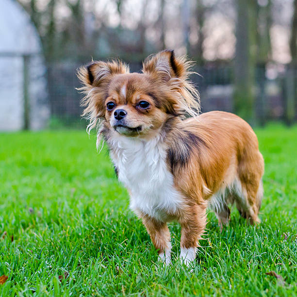 istock Long-haired chihuahua 503085700