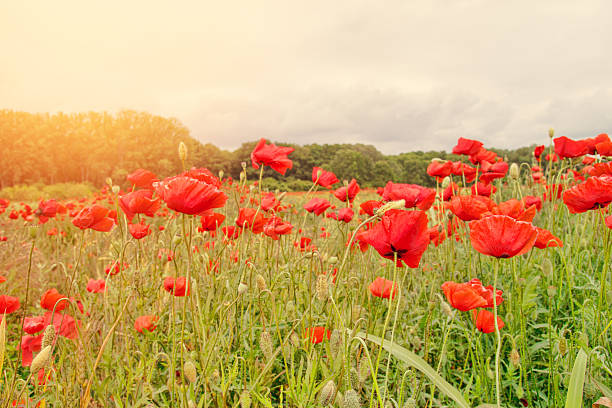 Red poppy field in morning mist stock photo