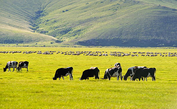 istock Cows in a field eating grass 503085735