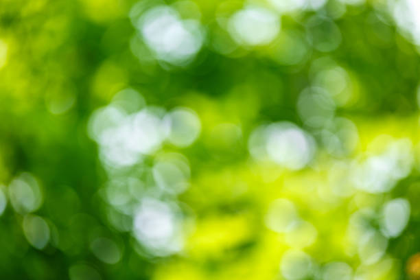 istock Abstract green leaves light spot background 503085754