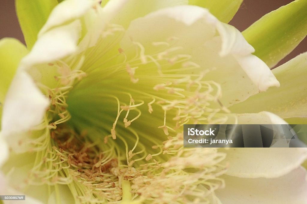 Fiore di Cactus - Foto stock royalty-free di Arizona