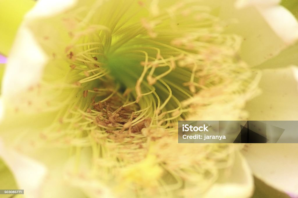 Kwiat kaktusa - Zbiór zdjęć royalty-free (Biały)