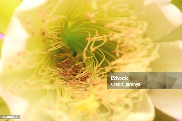 Kwiat Kaktusa - zdjęcia stockowe i więcej obrazów Biały - Biały, Cereus, Epidendrum
