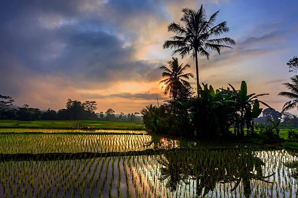 istock Paddy field in the morning 503085790