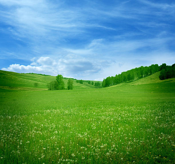 istock Mountain landscape with flowers field 503085795