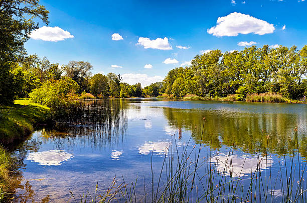 озеро в национальном парке auen дунай вена - riparian forest стоковые фото и изображения