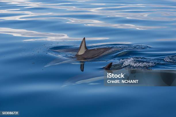 Common Dolphins Stock Photo - Download Image Now - Animal, Aquatic Mammal, Blue