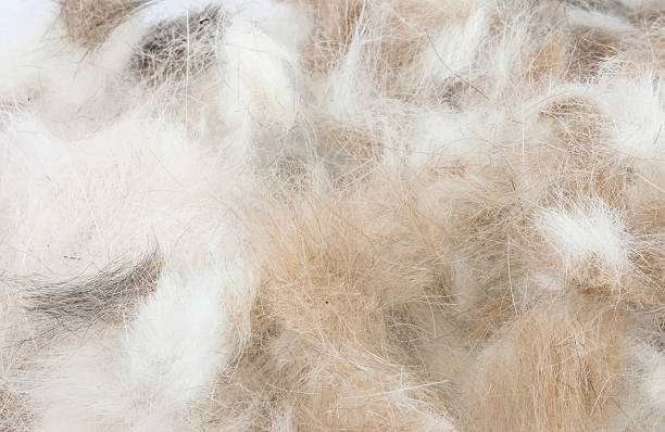 istock grooming dog hair texture 503087164