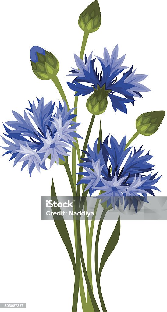 Bouquet of blue cornflowers. Vector illustration. Vector bouquet of blue cornflowers isolated on a white background. Agricultural Field stock vector