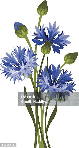 Bouquet Of Blue Cornflowers Vector Illustration Stock Illustration - Download Image Now - Agricultural Field, Beauty, Blossom
