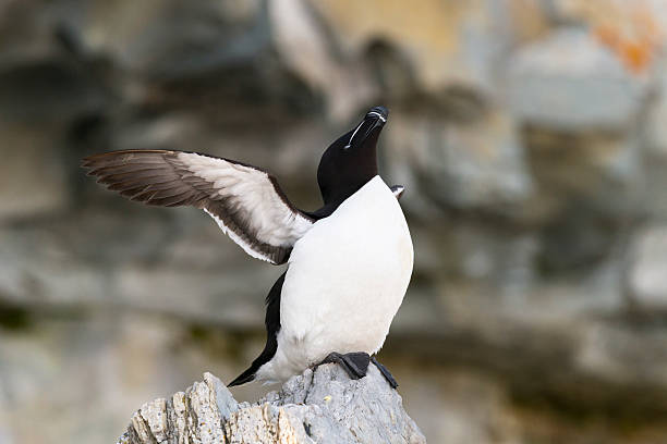 Razorbill Razorbill, bird in natural habitat. north quebec stock pictures, royalty-free photos & images