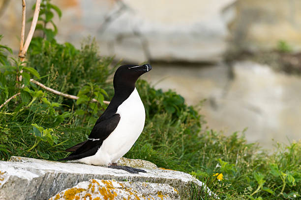 Razorbill Razorbill, Mingan Archipelago National park, Quebec, Canada. north quebec stock pictures, royalty-free photos & images