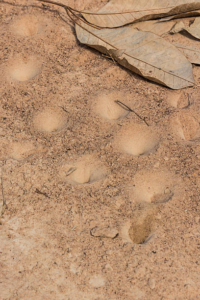 песочный ловушка из муравьиный лев личинка. - formicarius стоковые фото и изображения