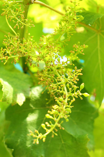 istock fresh grapes in the vineyard 503088779