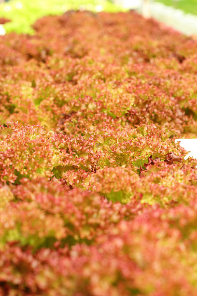 istock Red coral vegetable in hydroponic farm 503088781