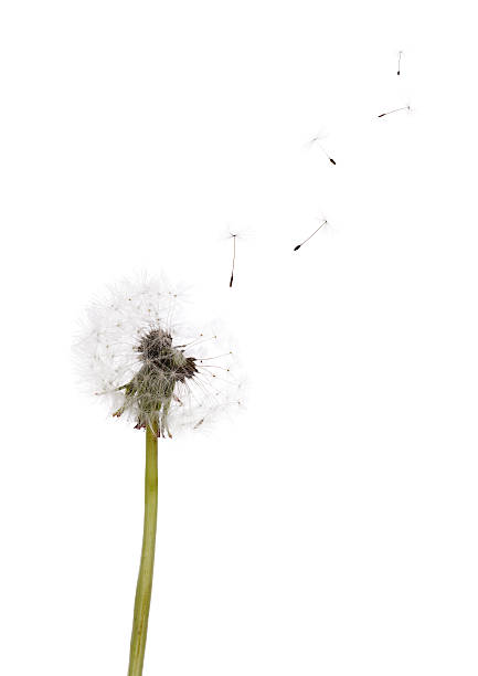 istock isolated on white dandelion seeds and plant 503095841