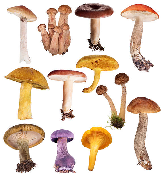 istock set of twelve edible mushrooms isolated on white 503095911
