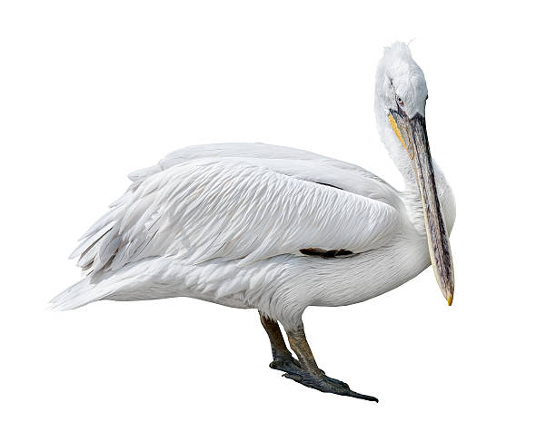 istock large pelican isolated on white 503095923