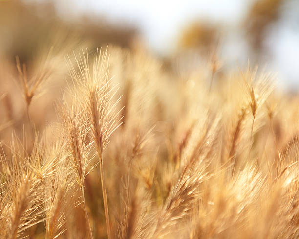 istock spikelets of wheat in soft focus 503096045