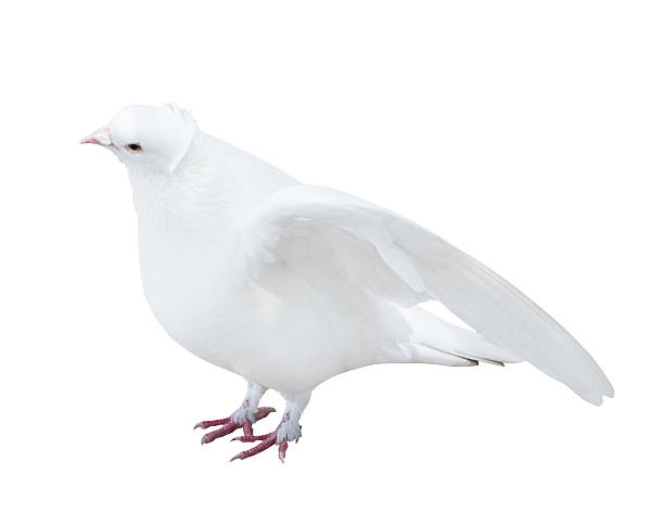 istock isolated white color pigeon with disclosed wings 503096469