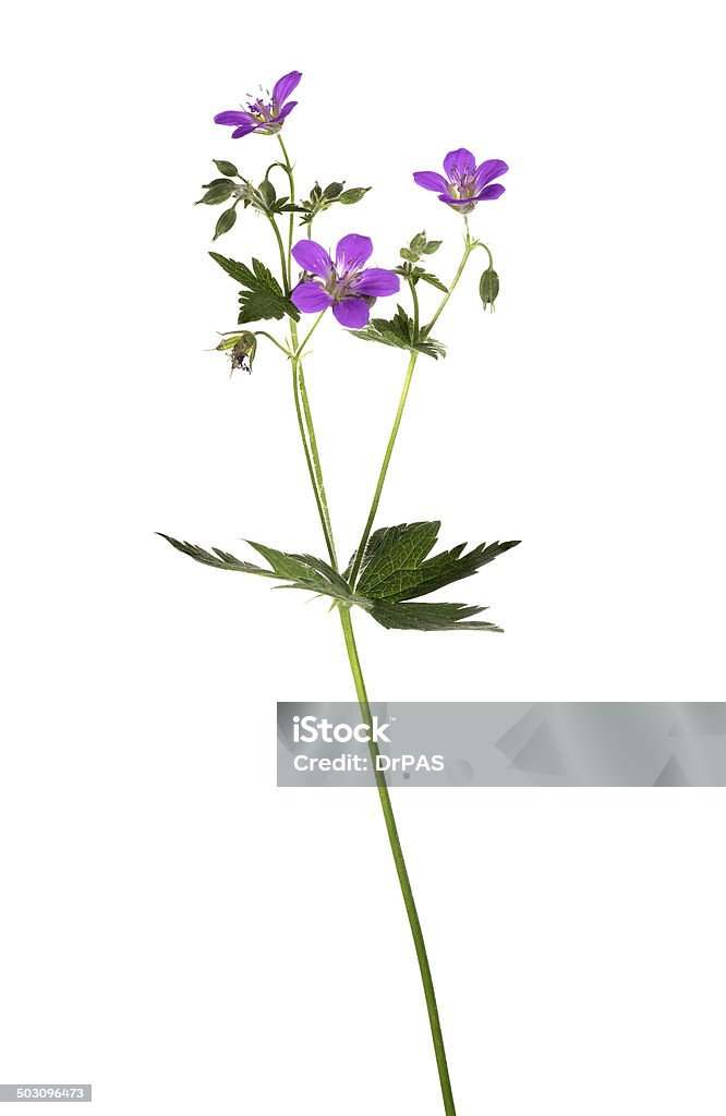 Photo libre de droit de Plante Sauvage Dégage Petites Fleurs Lilas Sur Blanc  banque d'images et plus d'images libres de droit de Arbre en fleurs - iStock