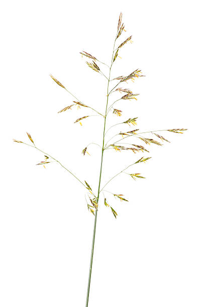 istock wild cereal plant isolated on white 503096497