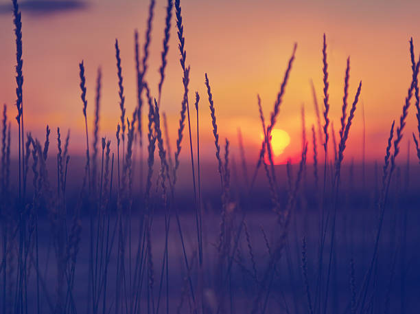istock spikelets on the background of the sunset sky 503097063