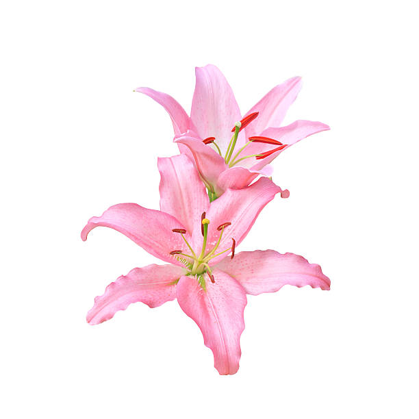 istock Flowers,Pink Lilies 503097133