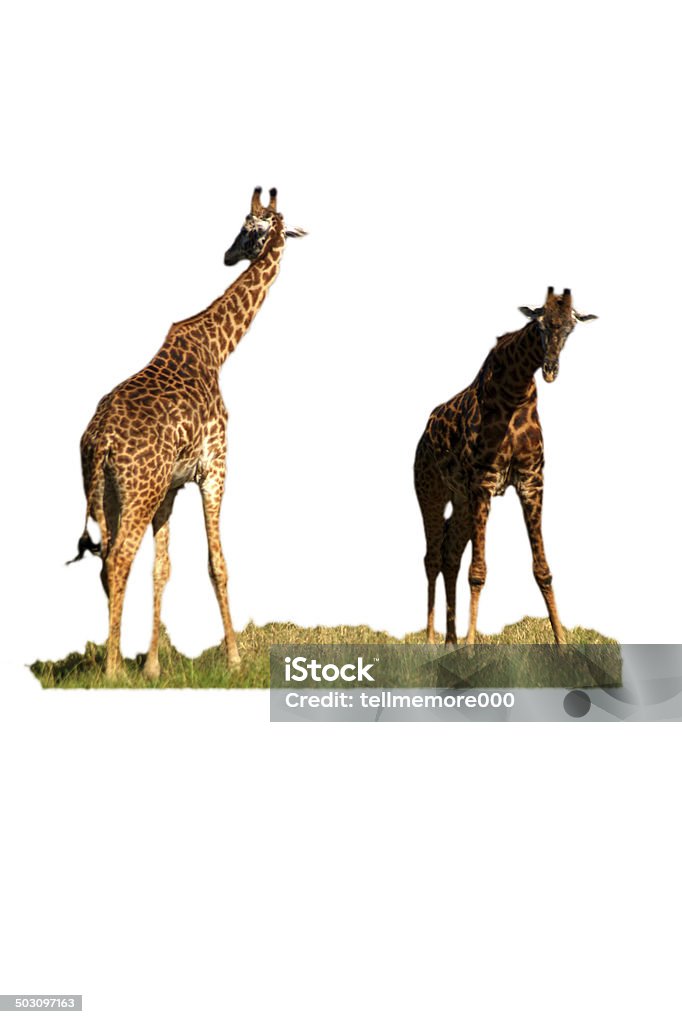 Two giraffes, isolated Africa Stock Photo